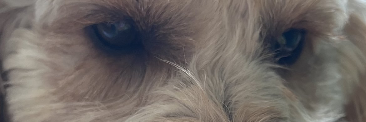 Freddie banner
