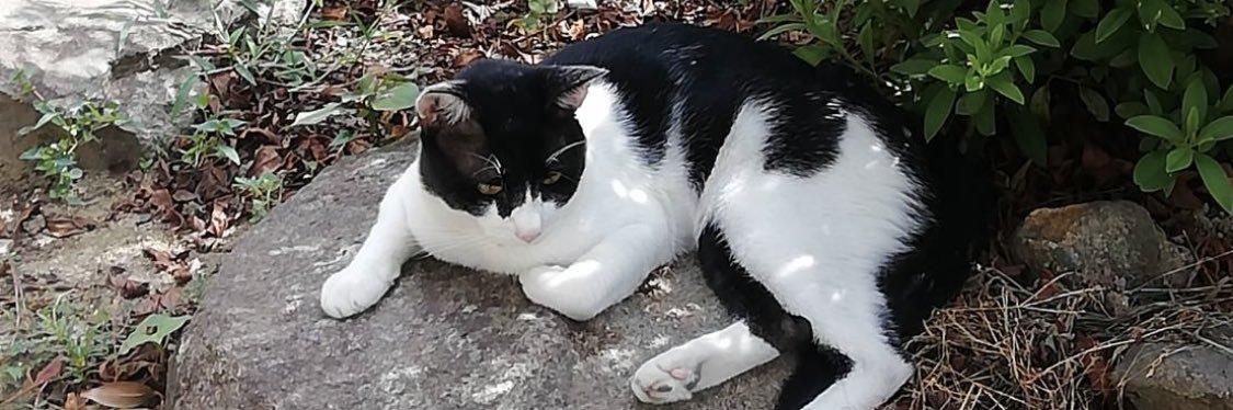 神ちゃん@晩御飯にどうぞ！ banner