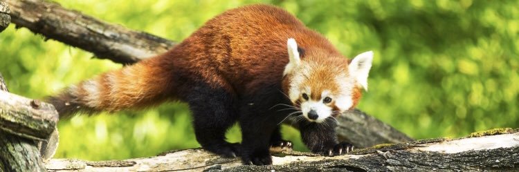 Panda Roux banner