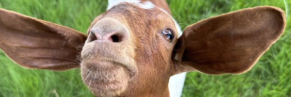 mayohiga1 Profile Banner