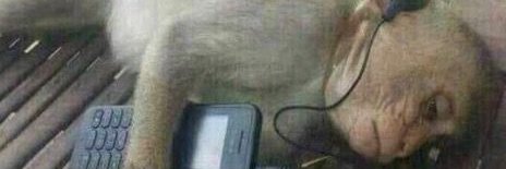 batatatheveggie's profile banner image