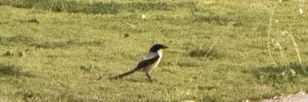 bazinga31416 Profile Banner