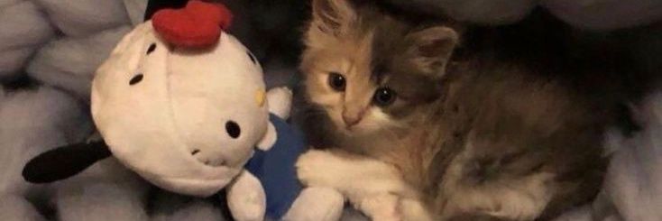 Catalineisdead's profile banner image