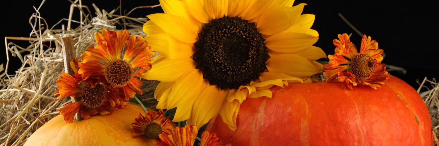 Amanda_Dilla's profile banner image