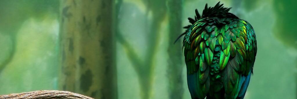 CiroRocha's profile banner image