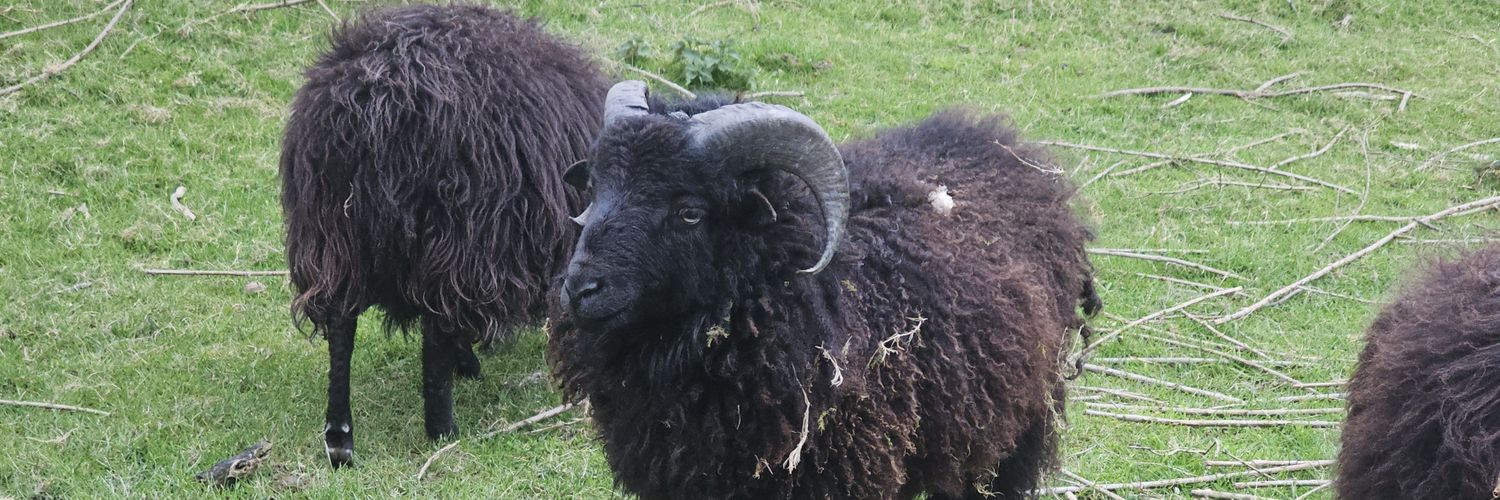 ElBurnos Officiel banner