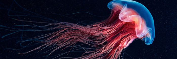 ajota06's profile banner image