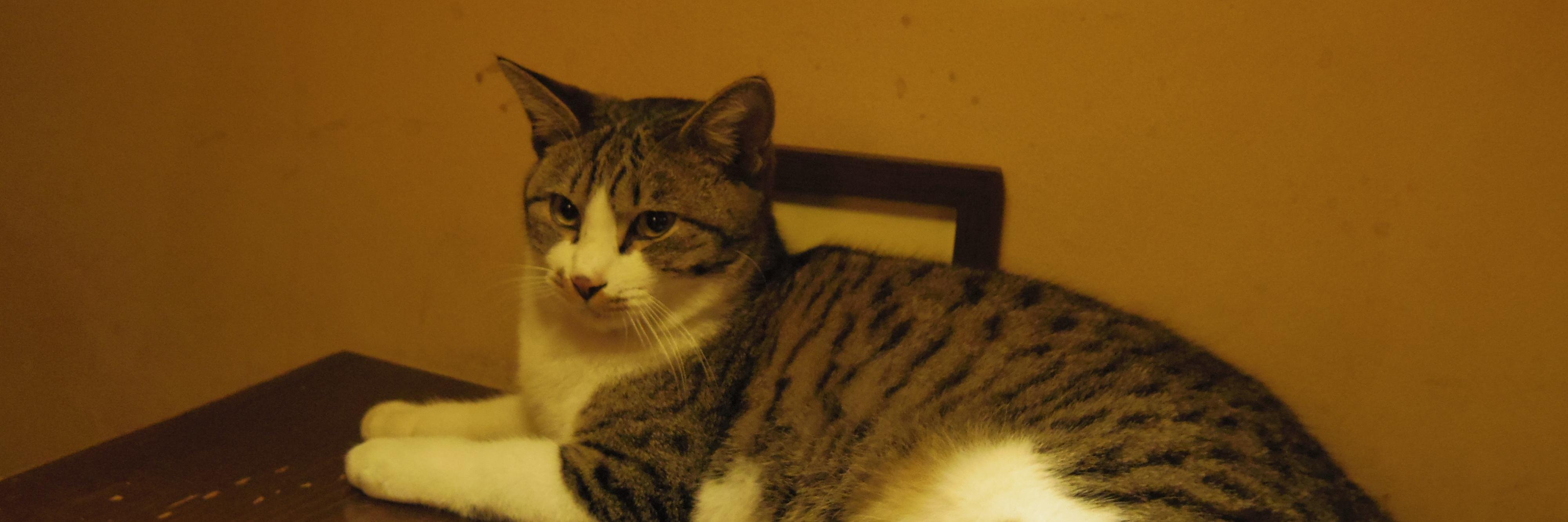 catring's profile banner image