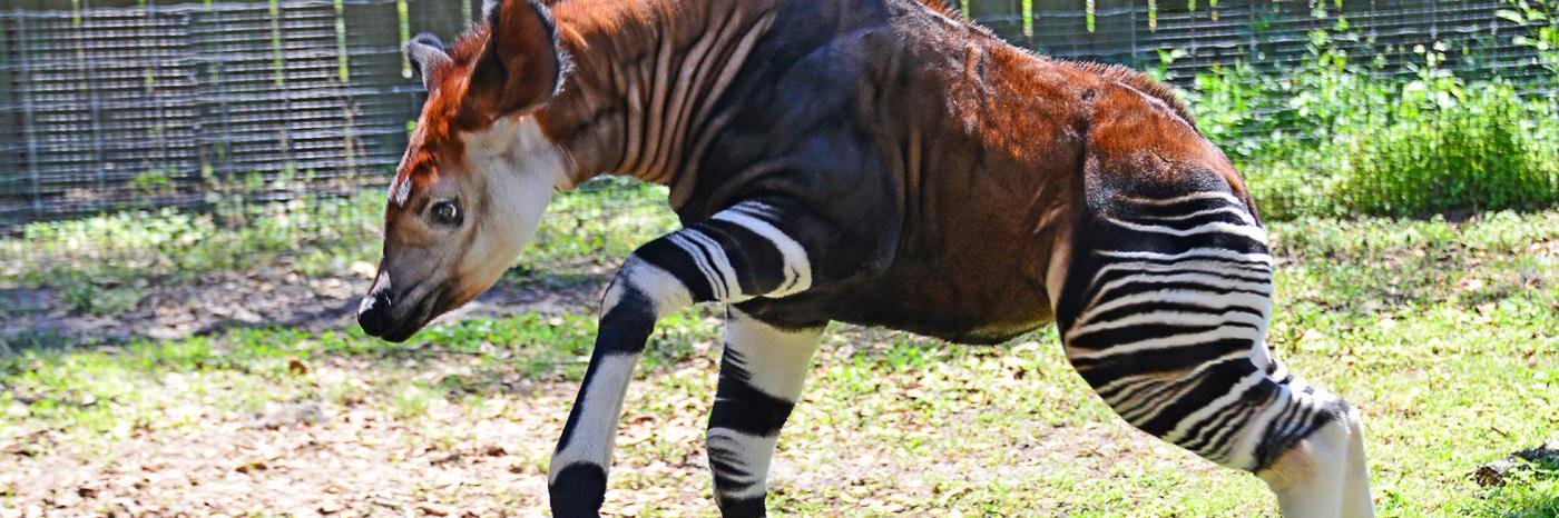 ThriceOkapi's profile banner image