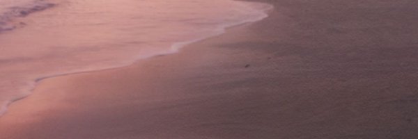 shannerii Profile Banner