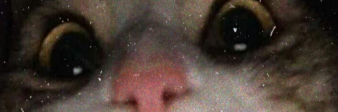 ️️🌷🍄🐇 banner