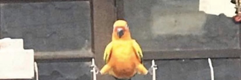 blessedupwilliam banner