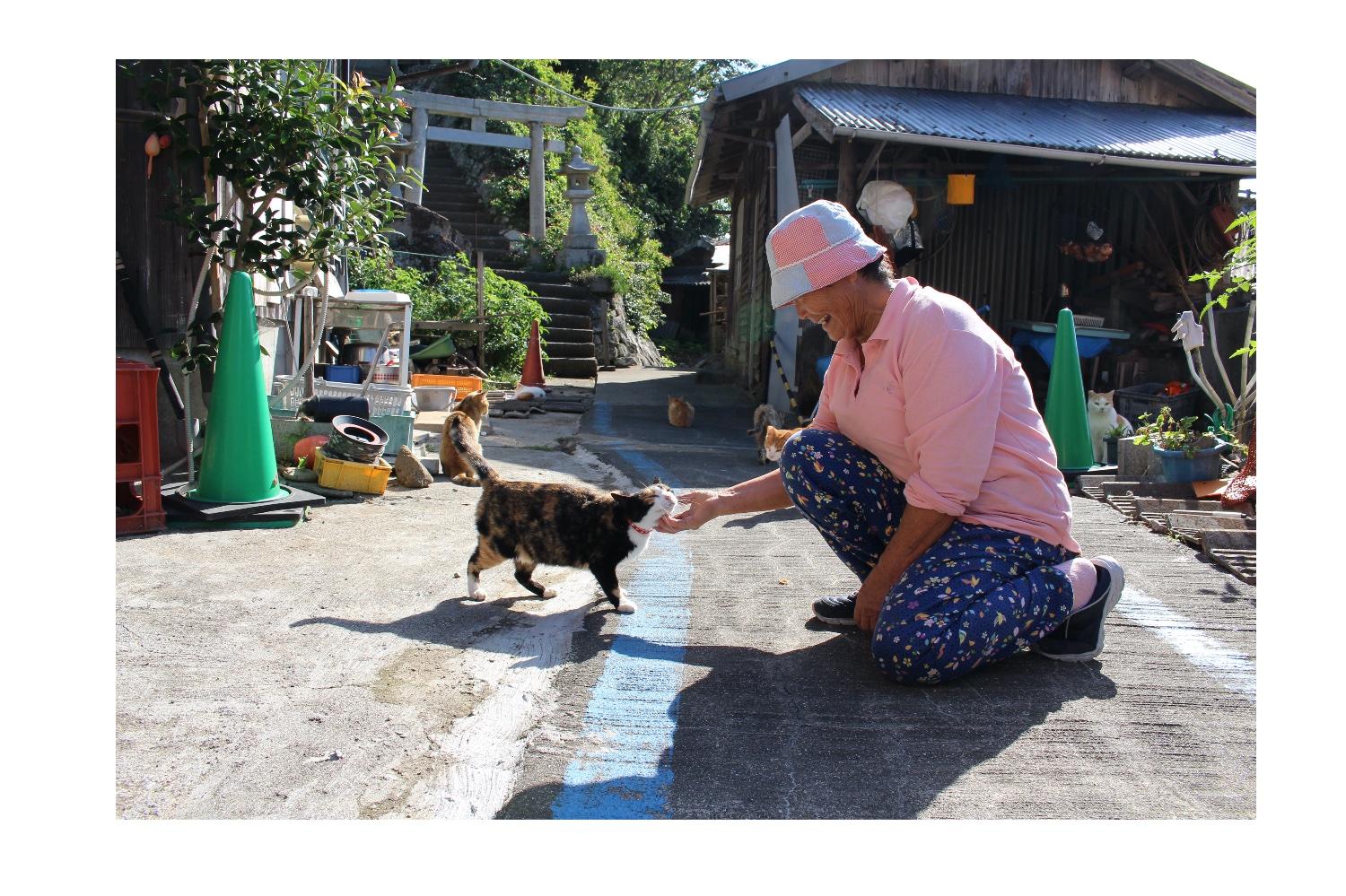 青島猫を支援する会-青島・島民15人猫100匹以上の島- banner