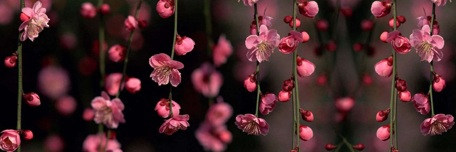 Pink Wallflower banner