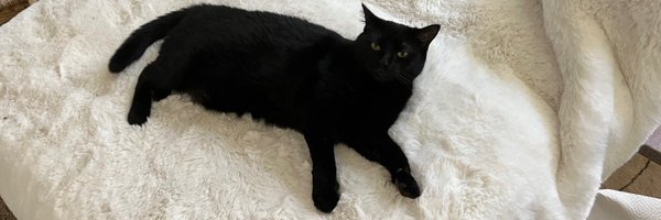 stormtrees Profile Banner