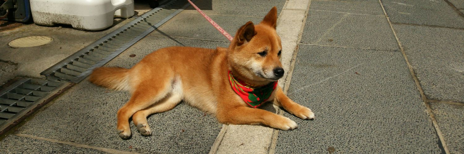 がんばった@他力本願 banner