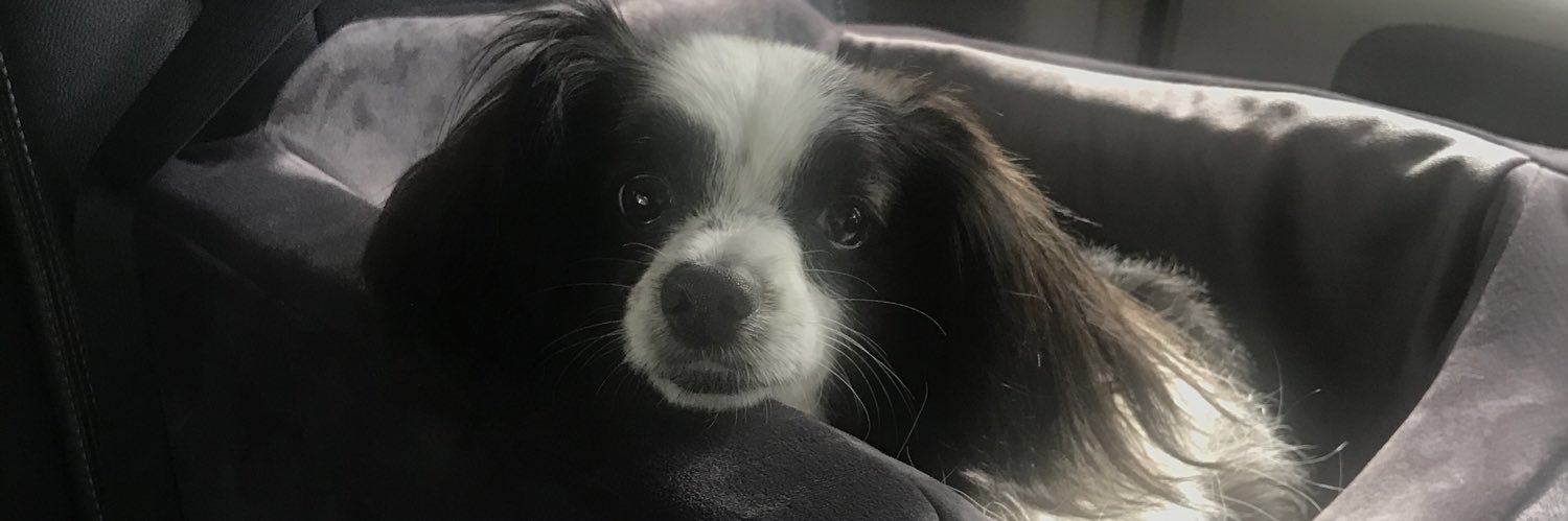 PiperMiles13's profile banner image