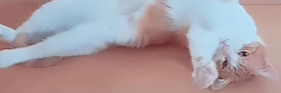 yulillii's profile banner image