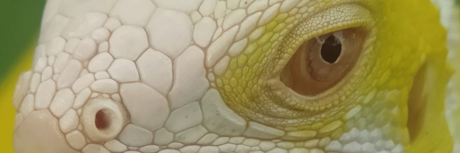 jonpaijo's profile banner image