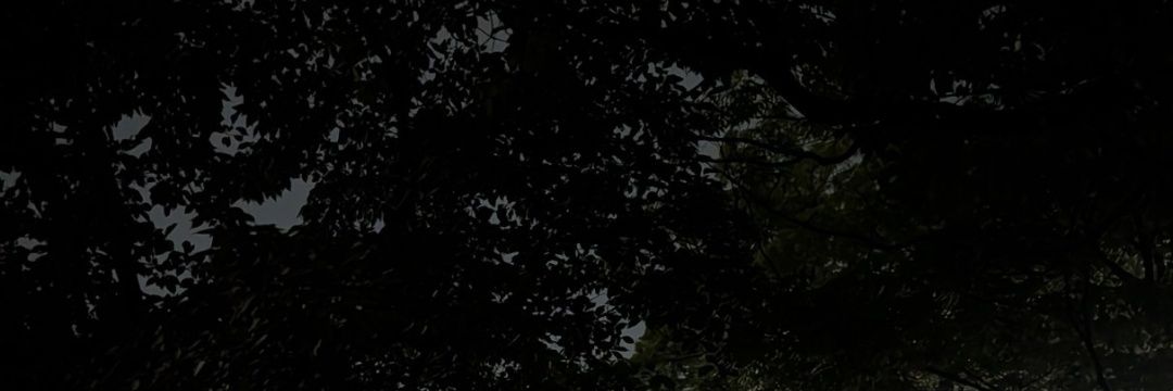 mikisasaco's profile banner image