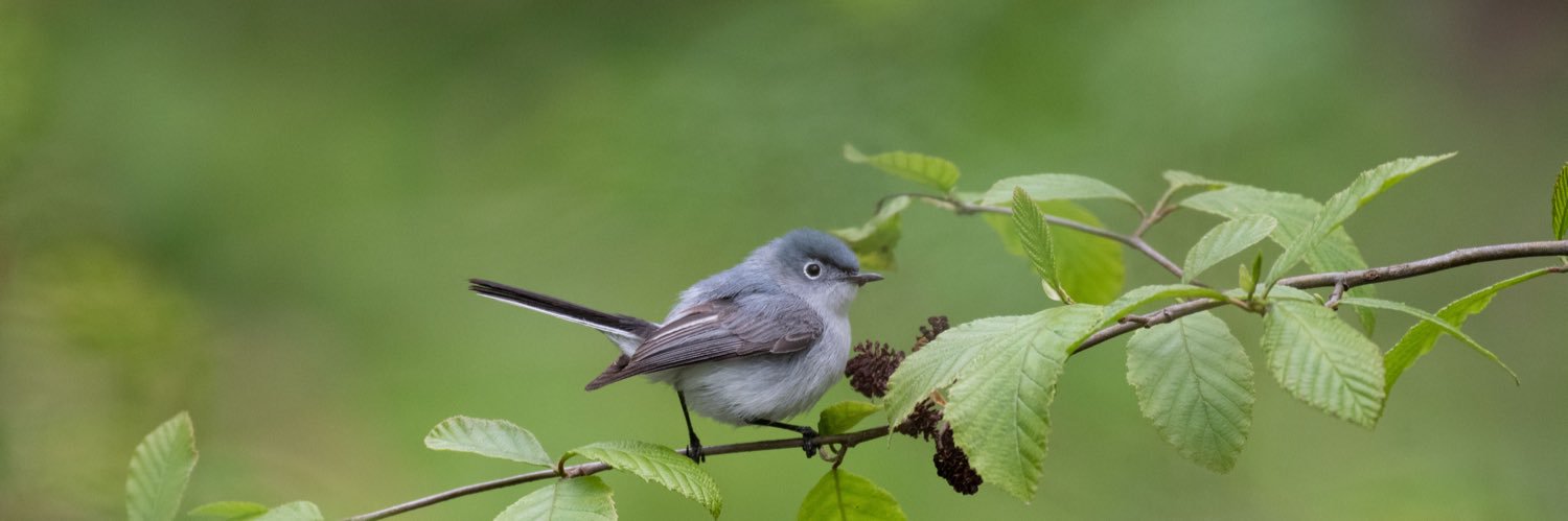 500 Birds banner