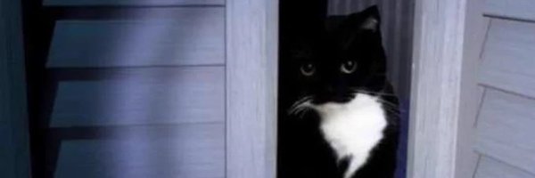 Tyleryeahman Profile Banner