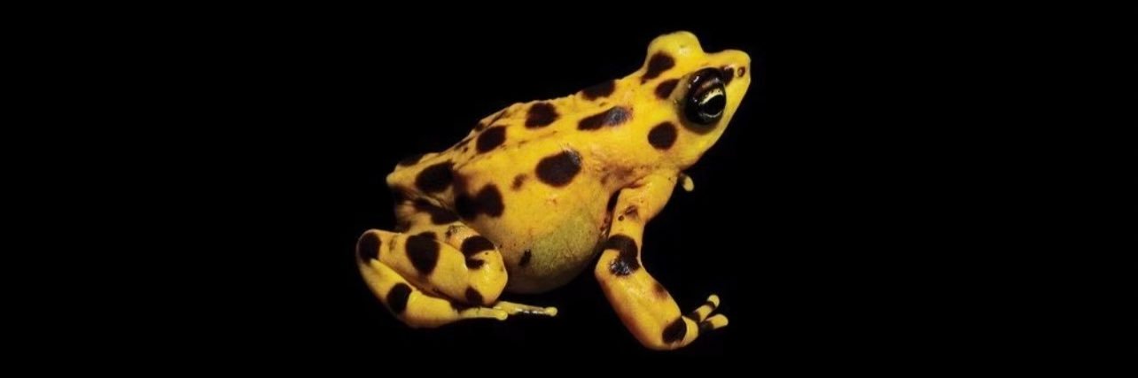 Yoshi (winning) banner