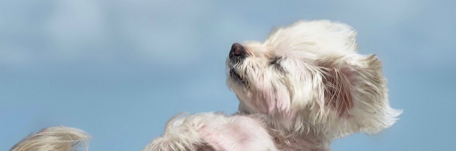 🇮🇹shaghayeghmg🇮🇹 banner