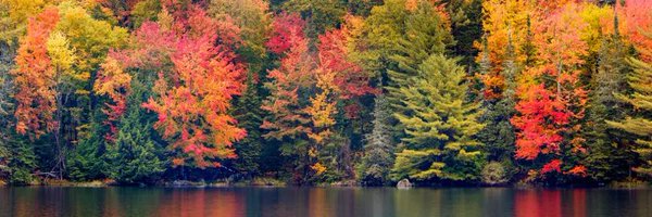 ArchiveLeafy Profile Banner