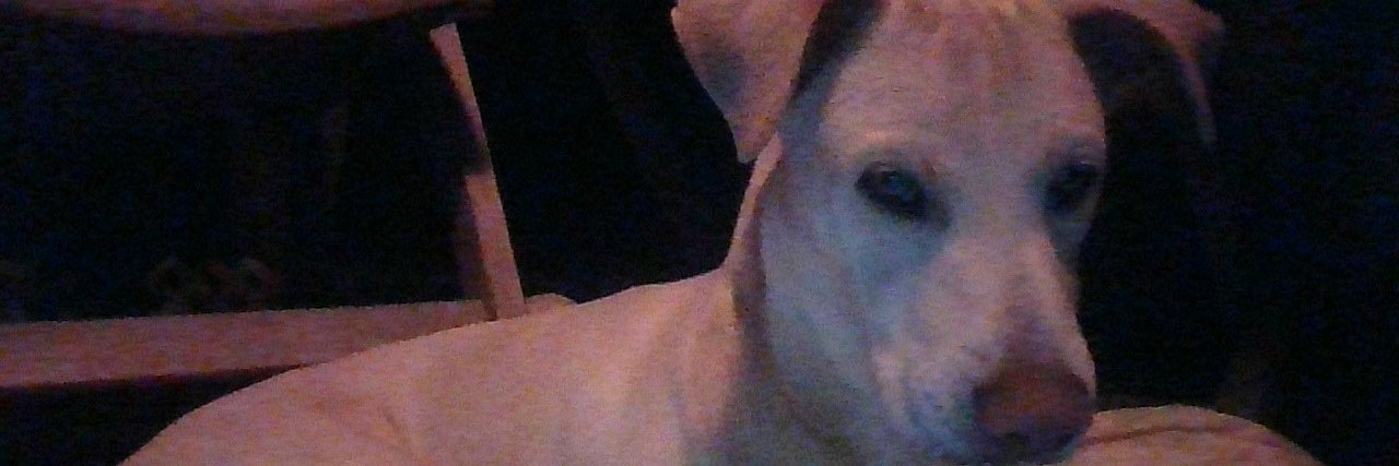 sandy procter banner