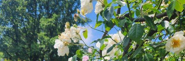 EfroniYonathan Profile Banner