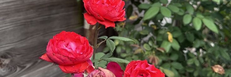 AndreReginaldo5's profile banner image