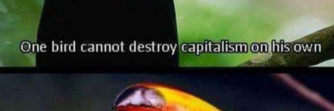 tropicalbard's profile banner image