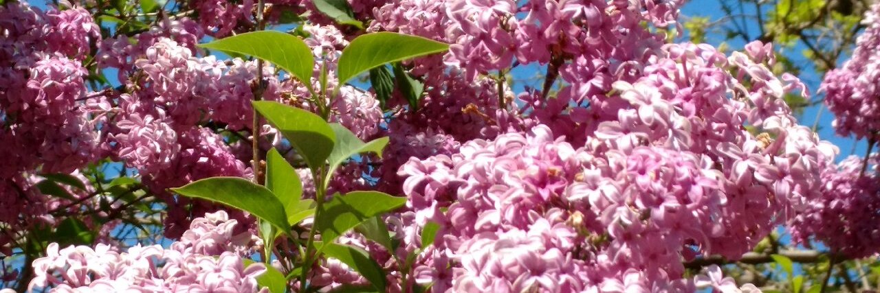 Gary Swartzlander banner