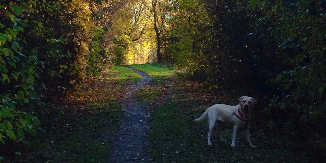 Eva_the_Lab's profile banner image