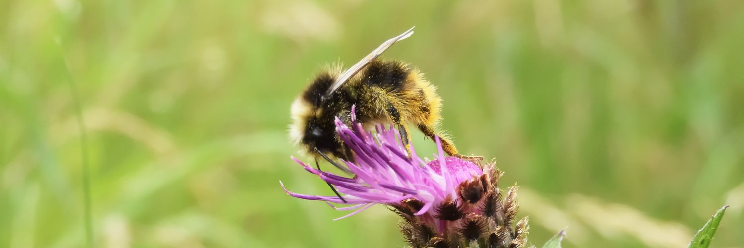 NatsNatureWatch's profile banner image