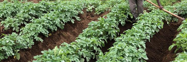 CipotatoRW Profile Banner