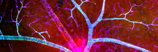 TalihaNadeem Profile Banner