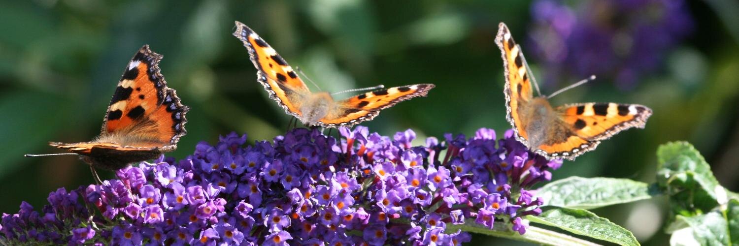 Cathal Garvey banner
