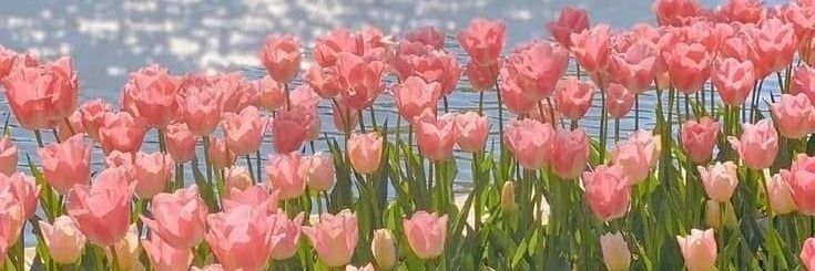 𝑳𝒐𝒓𝒄𝒉𝒐𝒓𝒎𝒐𝒓44🌷🩰✨ banner