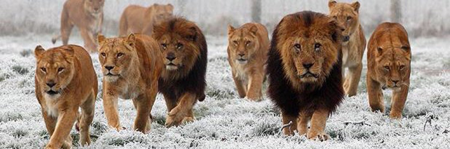 Caleb Chester banner