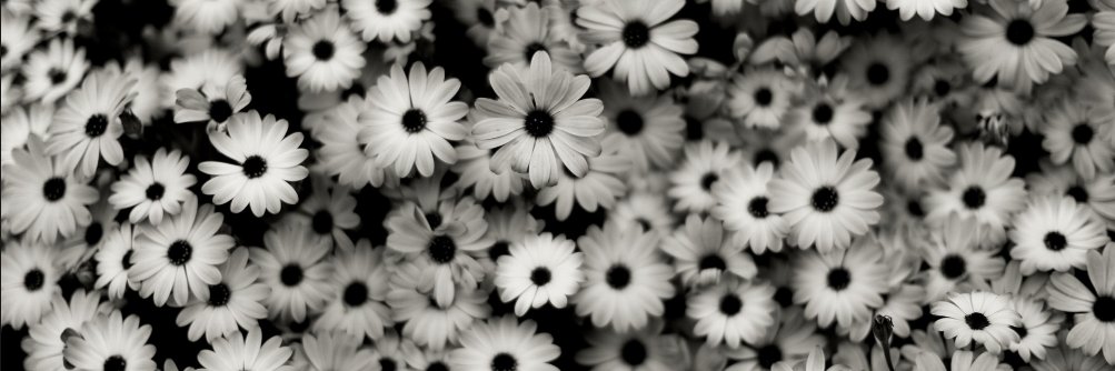 MichelleKPlett's profile banner image