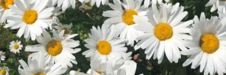Lupitakhatty13's profile banner image