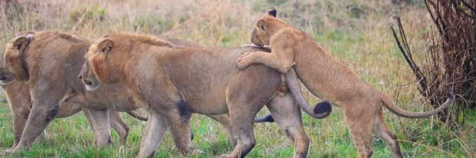 Destinationhunters banner