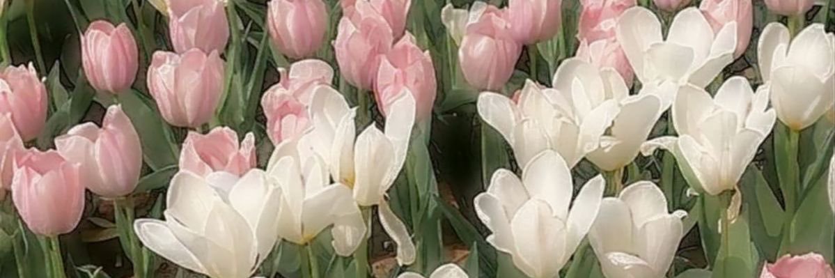 nuz 🌷 SXF SUMMER!!'s banner