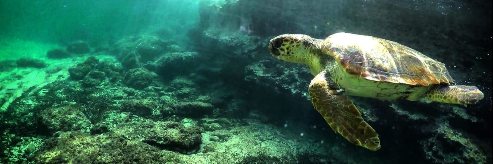 LMPturtlerescue's profile banner image