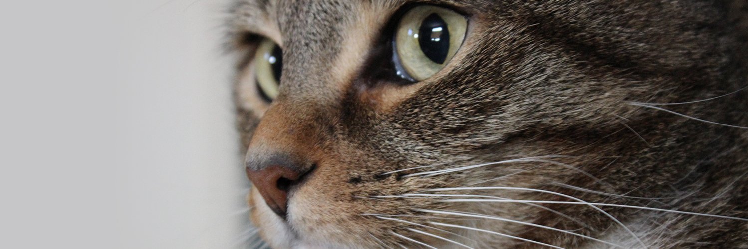 Pamela MacFadden banner