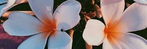 DelfinaBasabe's profile banner image