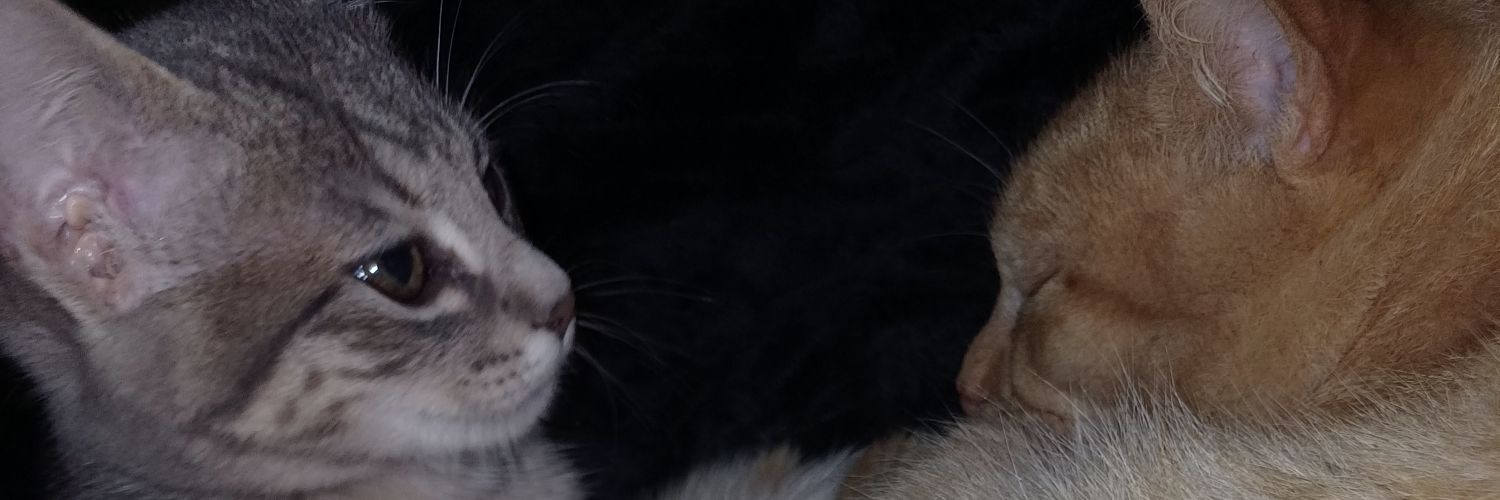Lischaparro_'s profile banner image