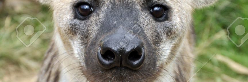 Lachende_Hyena's profile banner image